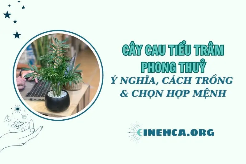 Cây cau tiểu trâm phong thủy 2025: Ý nghĩa, cách trồng và chăm sóc