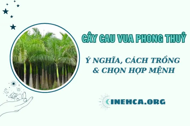 Cây cau vua phong thủy: Ý nghĩa, cách trồng và chăm sóc 2025