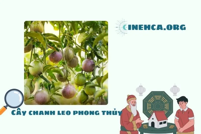 Ý nghĩa phong thủy của cây chanh leo