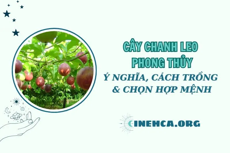 Cây chanh leo phong thủy: Ý nghĩa, cách trồng và chăm sóc 2025