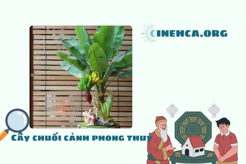 Ý nghĩa của cây chuối cảnh phong thuỷ
