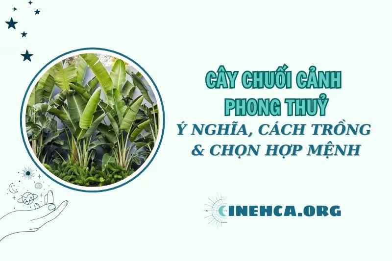Cây chuối cảnh phong thuỷ 2025: Ý nghĩa, cách trồng và chăm sóc