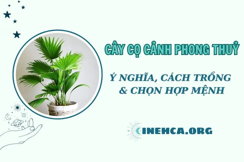 Cây cọ cảnh phong thủy 2025: Ý nghĩa, cách trồng, chăm sóc và chọn hợp mệnh