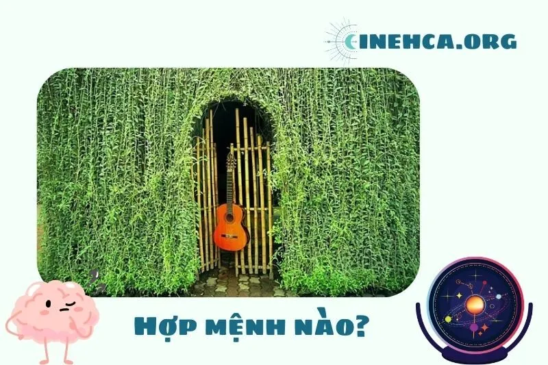 Cây cúc tần Ấn Độ hợp mệnh nào?