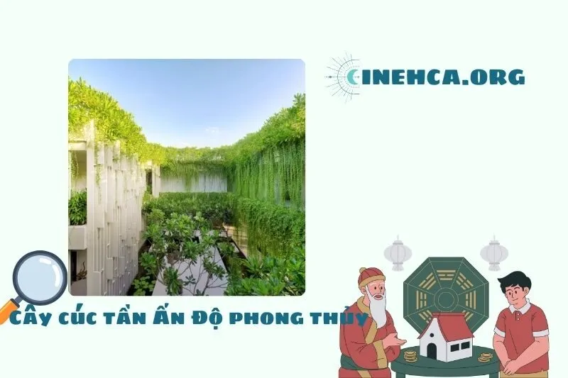 Cây cúc tần Ấn Độ là cây gì? Đặc điểm và ý nghĩa phong thuỷ