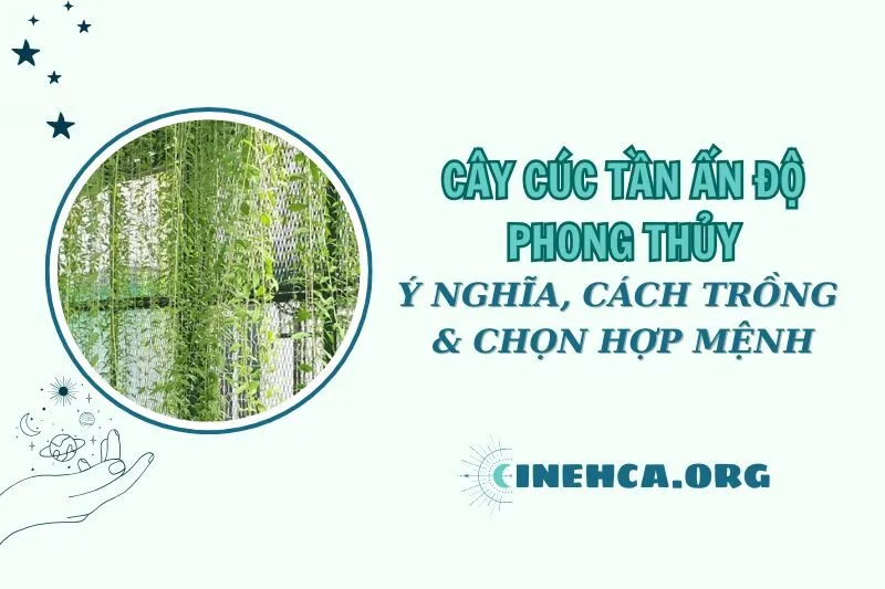 Cây cúc tần Ấn Độ phong thủy: Ý nghĩa và cách trồng và chăm sóc 2025