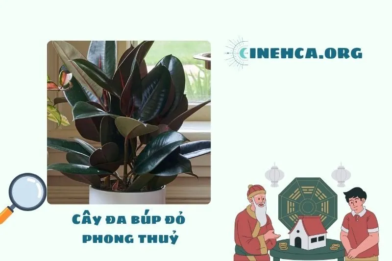 Cây đa búp đỏ là gì? Ý nghĩa phong thủy và công dụng