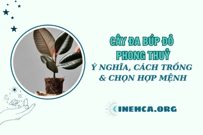 Cây đa búp đỏ phong thuỷ: Ý nghĩa, cách trồng, chăm sóc và chọn mệnh hợp 2025