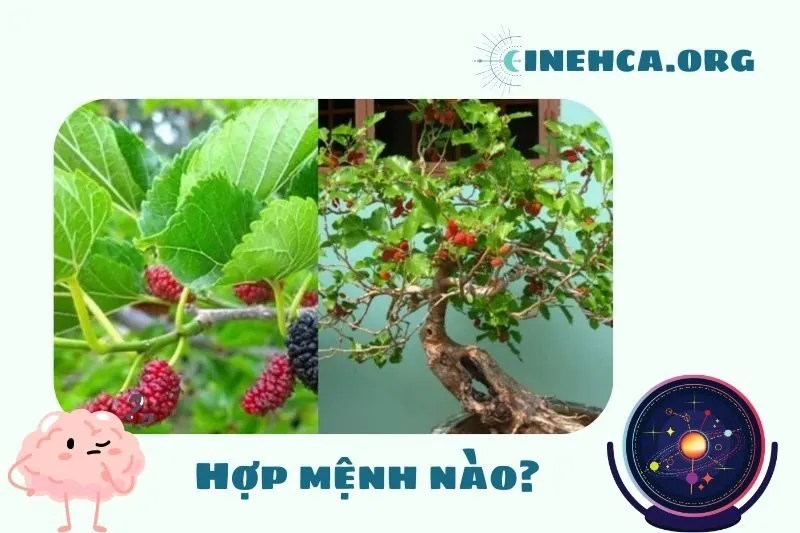 Cây dâu tằm hợp mệnh nào?