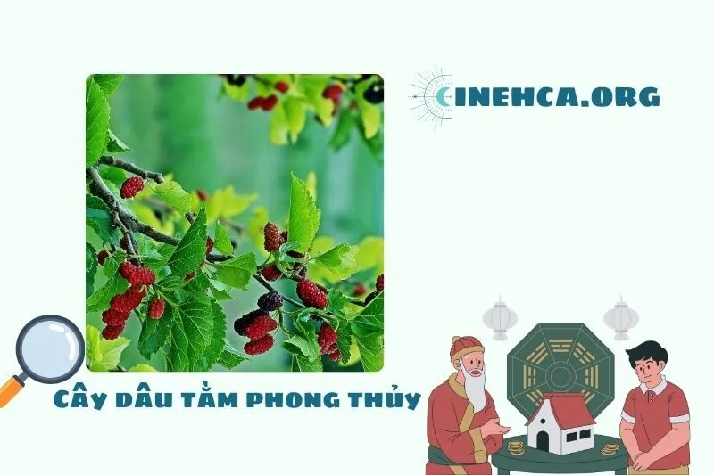Cây dâu tằm là cây gì? Ý nghĩa phong thủy và công dụng