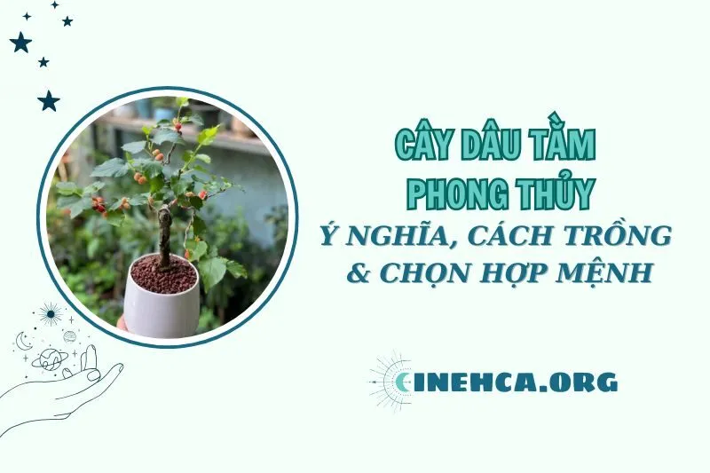 Cây dâu tằm phong thủy: Ý nghĩa, cách trồng và lợi ích 2025