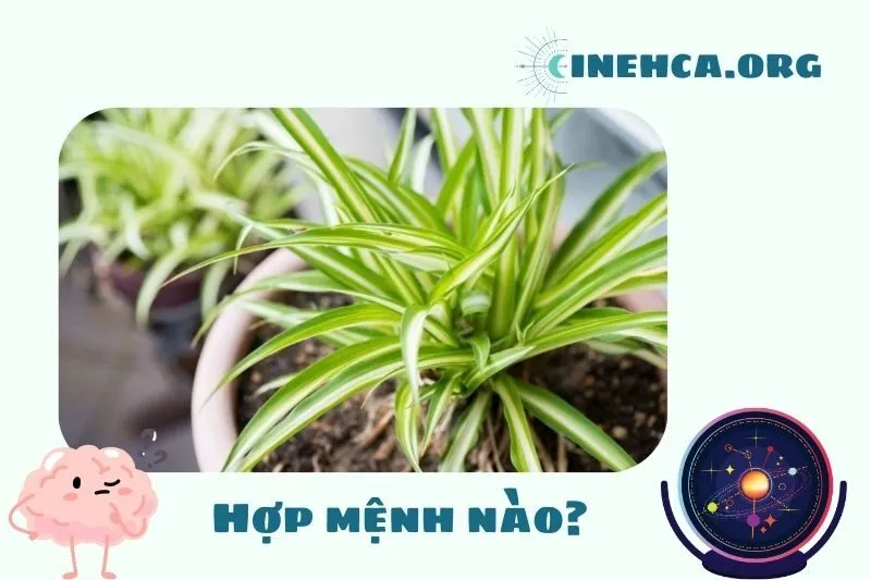 Cách chọn cây dây nhện phù hợp với mệnh và tuổi