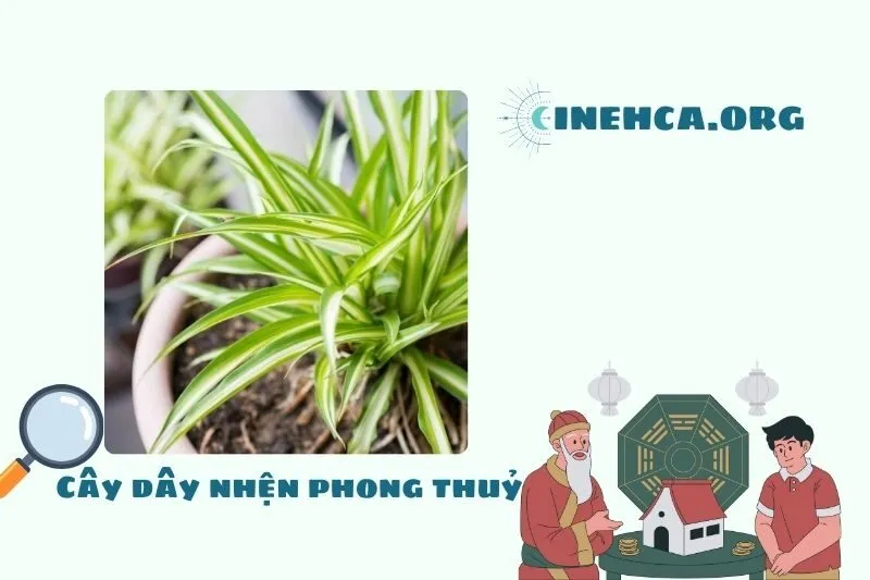 Cây dây nhện là cây gì? Ý nghĩa phong thủy và công dụng