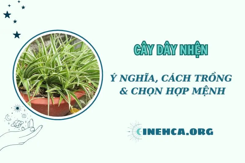 Cây dây nhện phong thủy: Ý nghĩa và công dụng nổi bật 2025
