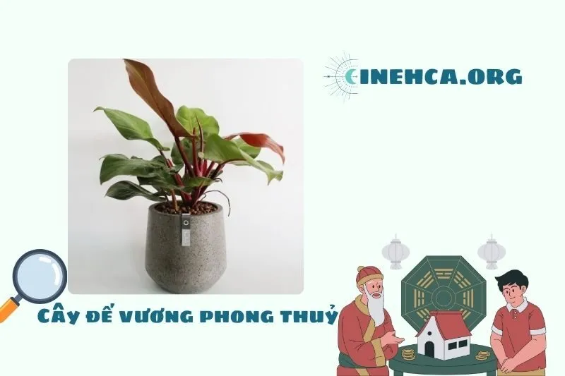 Cây đế vương là cây gì? Ý nghĩa phong thủy và công dụng