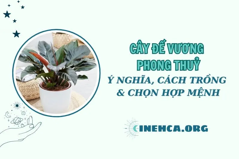 Cây đế vương phong thủy 2025: Ý nghĩa, cách chăm sóc