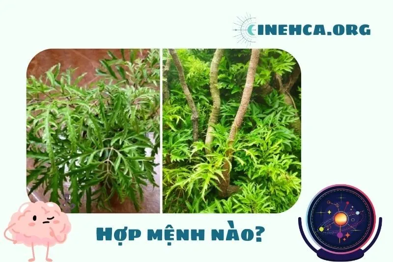 Cây đinh lăng phong thủy hợp mệnh nào?