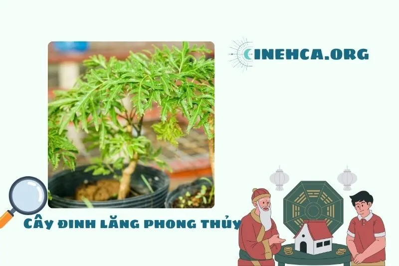 Cây đinh lăng là cây gì? Ý nghĩa phong thủy và công dụng
