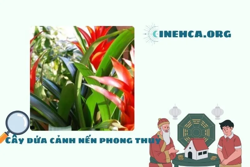 Cây dứa cảnh nến: Khái niệm, Ý nghĩa phong thủy và Công dụng