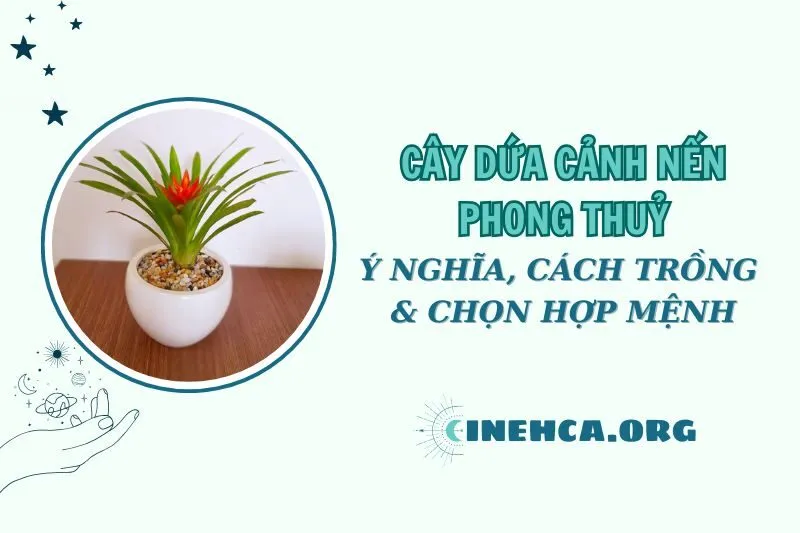Cây dứa cảnh nến phong thủy: Ý nghĩa, cách trồng và chăm sóc 2025
