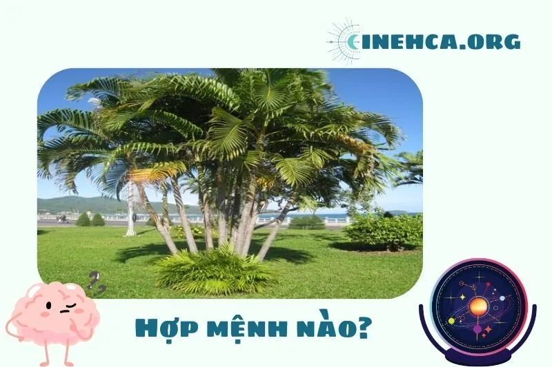 Cây dừa cảnh hợp mệnh nào, tuổi nào?