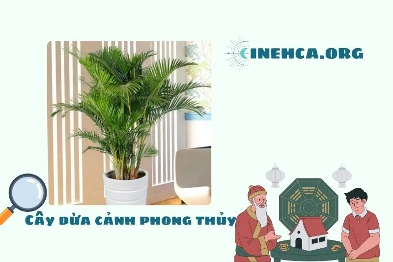 Cây dừa cảnh là cây gì? Ý nghĩa phong thủy và công dụng