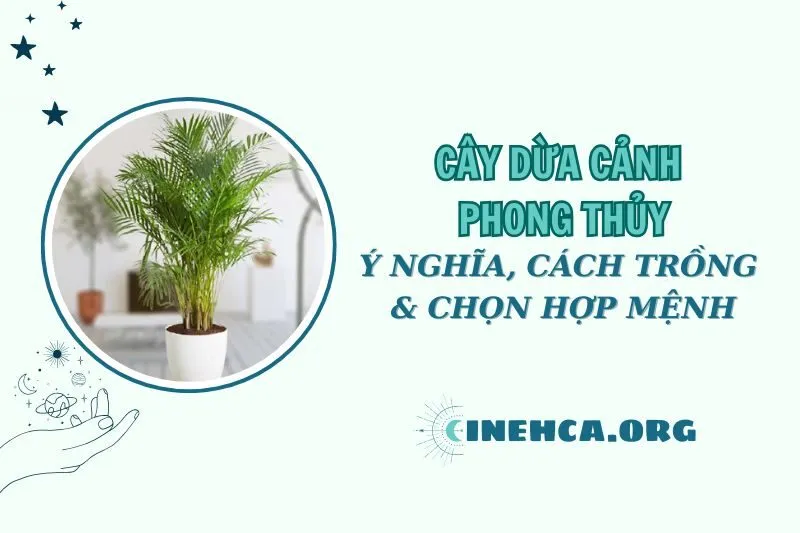 Cây Dừa Cảnh Phong Thủy 2025: Ý Nghĩa và Cách Chăm Sóc, Chọn mệnh hợp