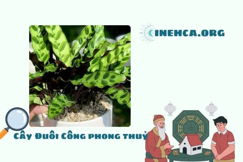 Cây Đuôi Công phong thủy là cây gì?