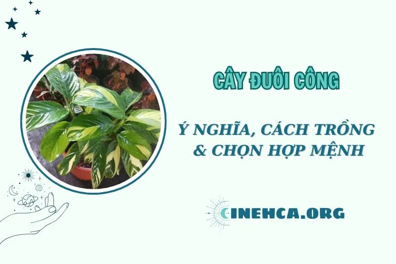 Khám Phá Cây Đuôi Công Phong Thủy 2025: Ý Nghĩa và Cách Chăm Sóc