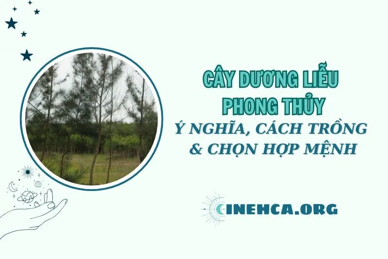 Cây dương liễu phong thủy: Ý nghĩa và cách trồng 2025