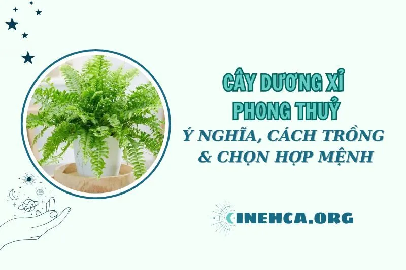Cây dương xỉ phong thuỷ 2025: Ý nghĩa, cách trồng và hợp mệnh nào?