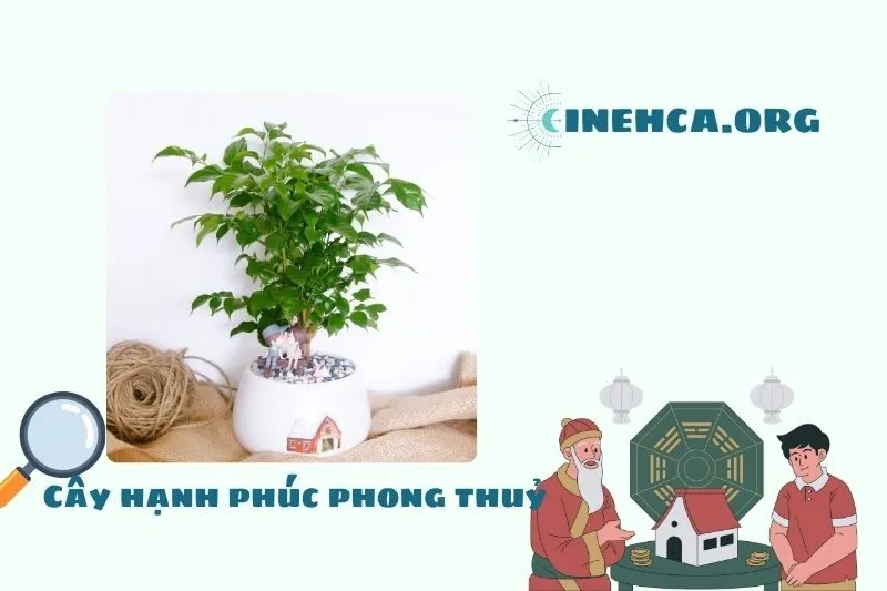 Cây hạnh phúc là gì? Ý nghĩa phong thủy và công dụng