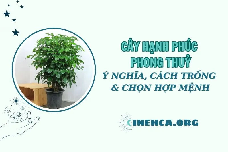 Cây hạnh phúc phong thủy: Ý nghĩa, cách chăm sóc và chọn mệnh hợp năm 2025