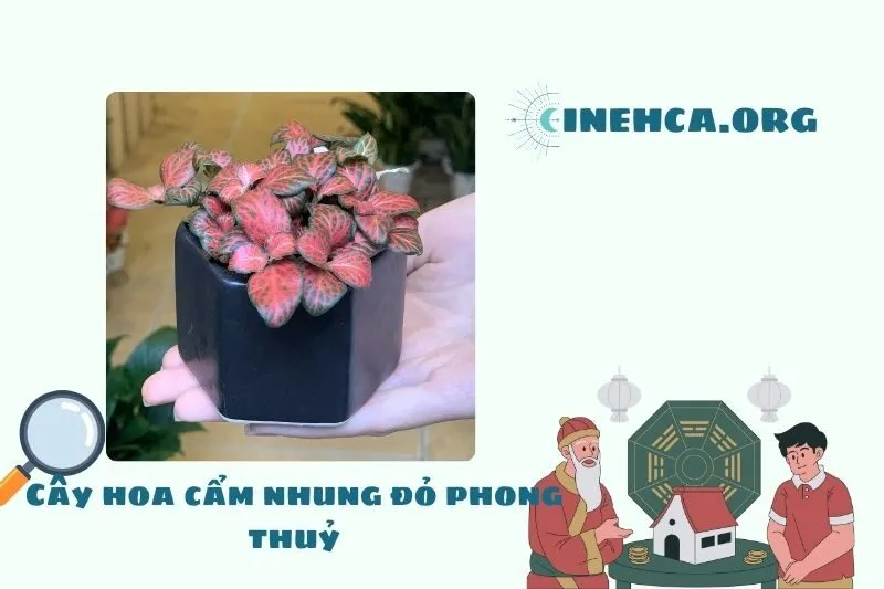 Ý nghĩa phong thủy của cây hoa cẩm nhung đỏ