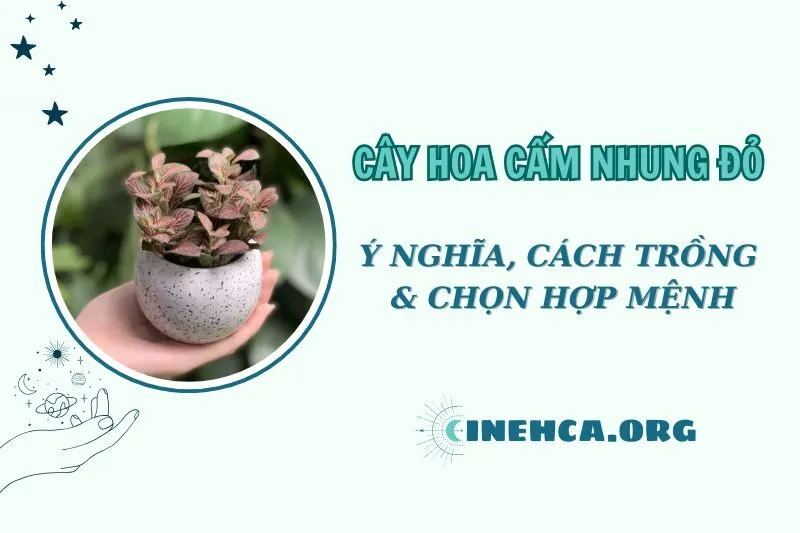 Cây hoa cẩm nhung đỏ phong thủy 2025: Ý nghĩa, cách chăm sóc và chọn hợp mệnh