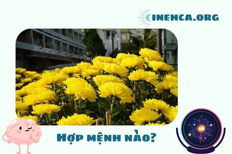 Cây hoa cúc phong thủy hợp mệnh nào?