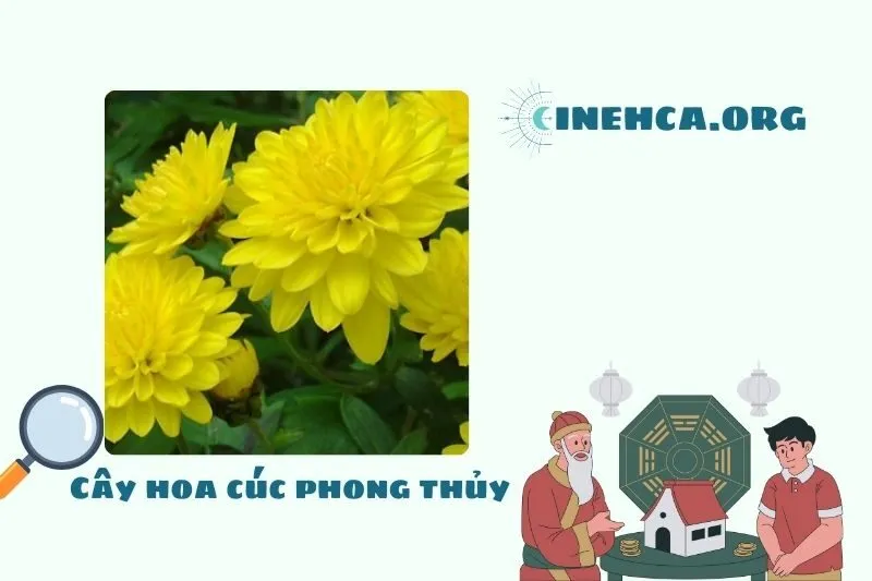 Cây hoa cúc là cây gì? Ý nghĩa phong thủy và công dụng