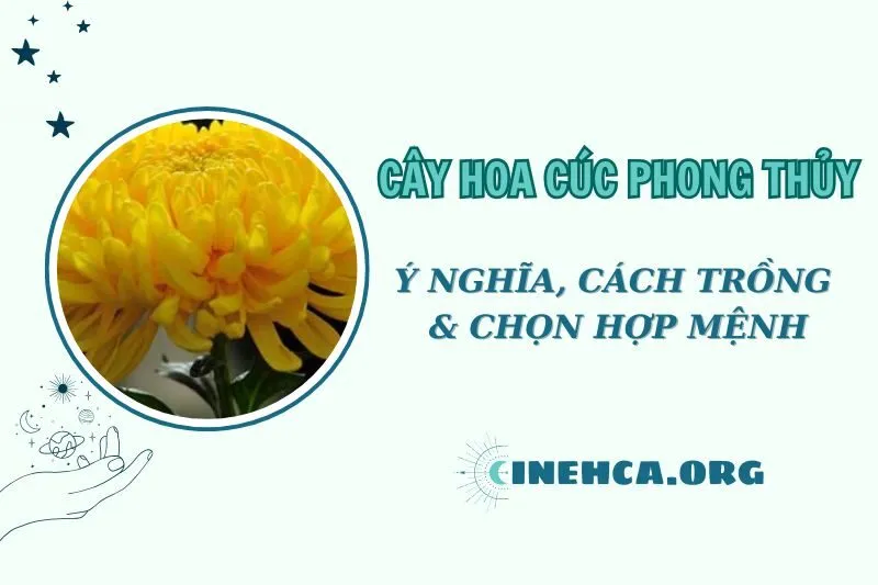 Cây hoa cúc phong thủy 2025: Ý nghĩa, cách trồng và ứng dụng