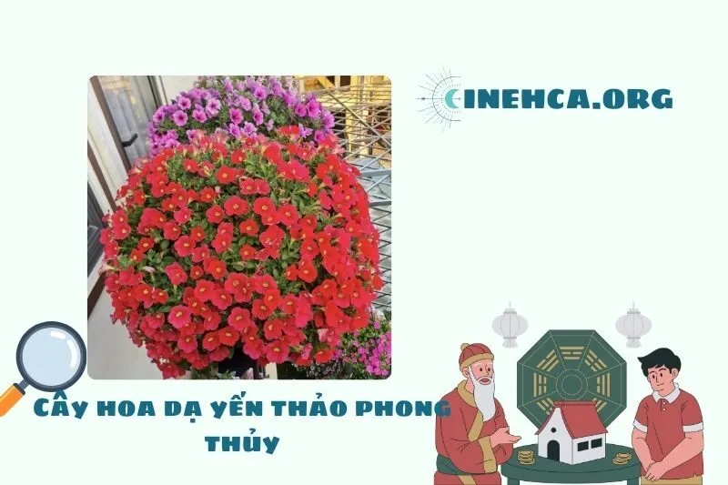 Cây hoa dạ yến thảo: nguồn gốc, đặc điểm, ý nghĩa