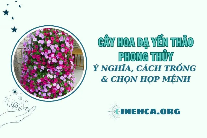 Cây hoa dạ yến thảo phong thủy: Ý nghĩa, cách trồng và chăm sóc 2025
