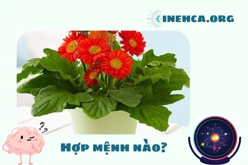 Cây hoa đồng tiền phong thủy hợp mệnh nào?