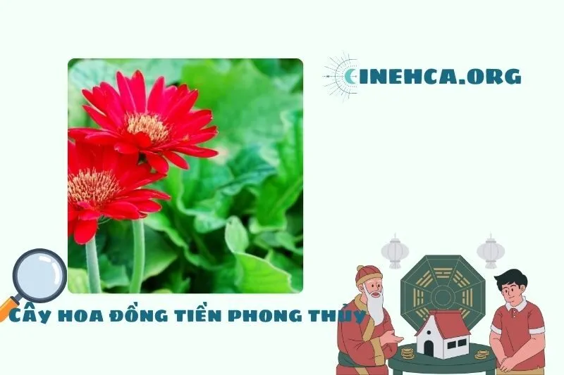 Cây hoa đồng tiền là cây gì? Ý nghĩa phong thủy, đặc điểm và công dụng