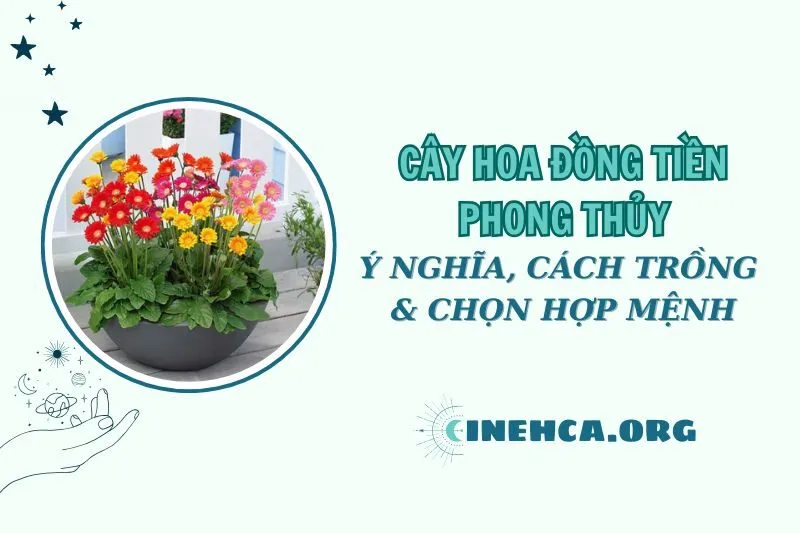 Cây hoa đồng tiền phong thủy: Ý nghĩa và cách chăm sóc 2025