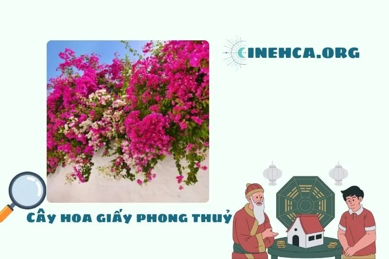 Cây hoa giấy là cây gì? Ý nghĩa phong thủy và công dụng