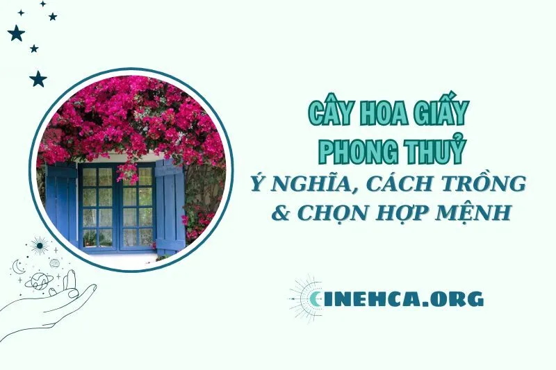 Cây Hoa Giấy Phong Thủy 2025: Ý Nghĩa và Cách Trồng Chuẩn Nhất