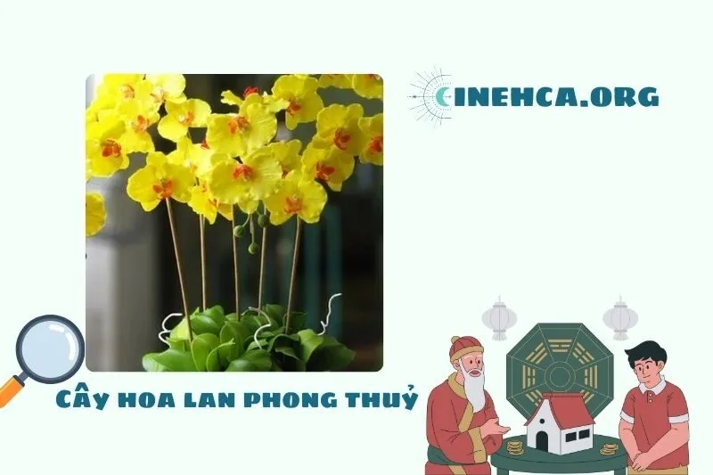 Ý nghĩa của cây hoa lan phong thủy