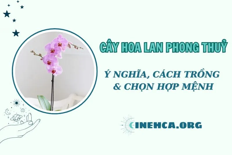 Cây hoa lan phong thủy 2025: Ý nghĩa, cách chăm sóc và hợp mệnh