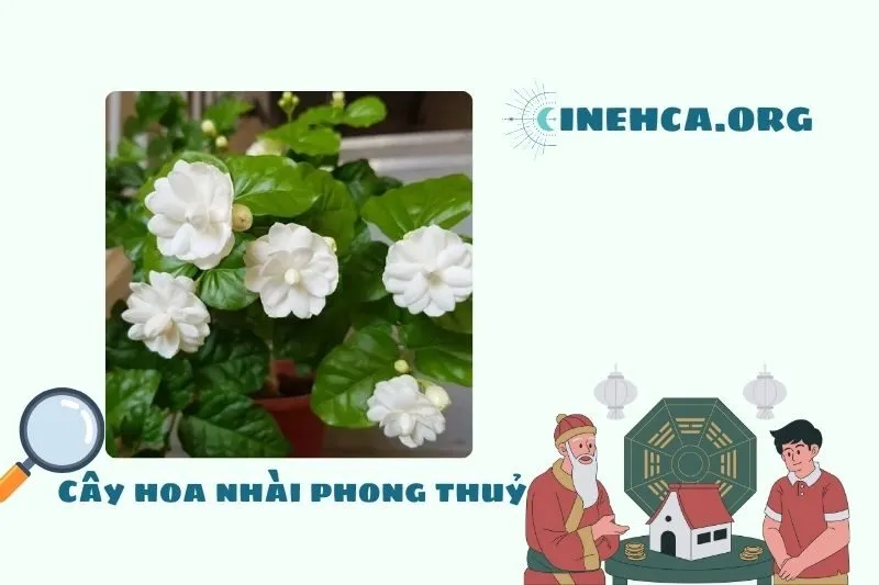 Ý nghĩa của cây hoa nhài phong thủy