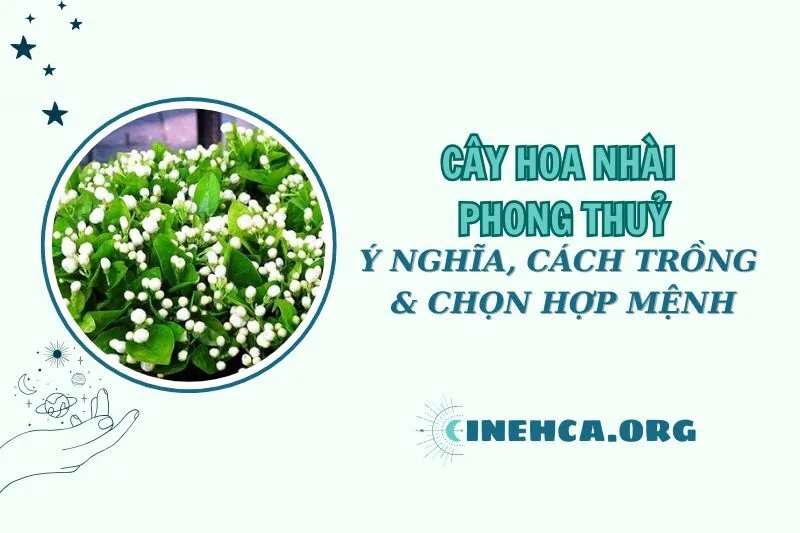 Cây hoa nhài phong thủy: Ý nghĩa, cách trồng và hợp mệnh nào 2025