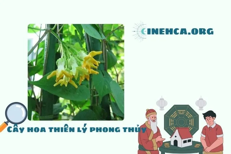 Cây hoa thiên lý là cây gì? Ý nghĩa phong thủy và công dụng